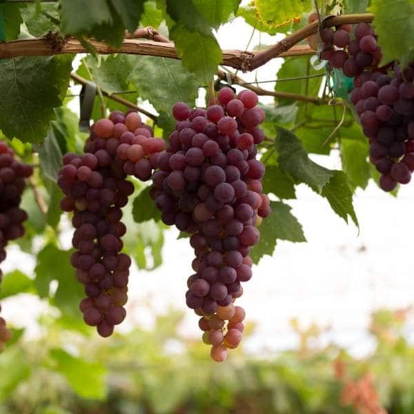 Beneficios de la uva roja para la piel, el cabello y la salud